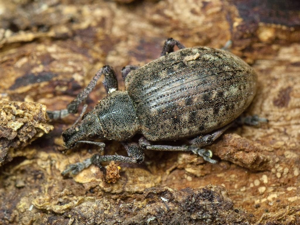 Liophloeus tessulatus (Müller, 1776)